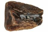 Fossil Dinosaur (Triceratops) Shed Tooth - Montana #288112-1